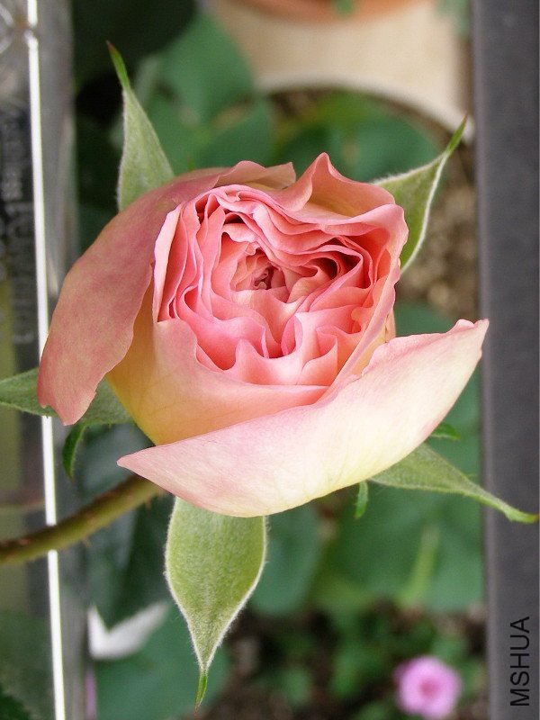 �ǲ��������4 of �ǹ��� .jpg