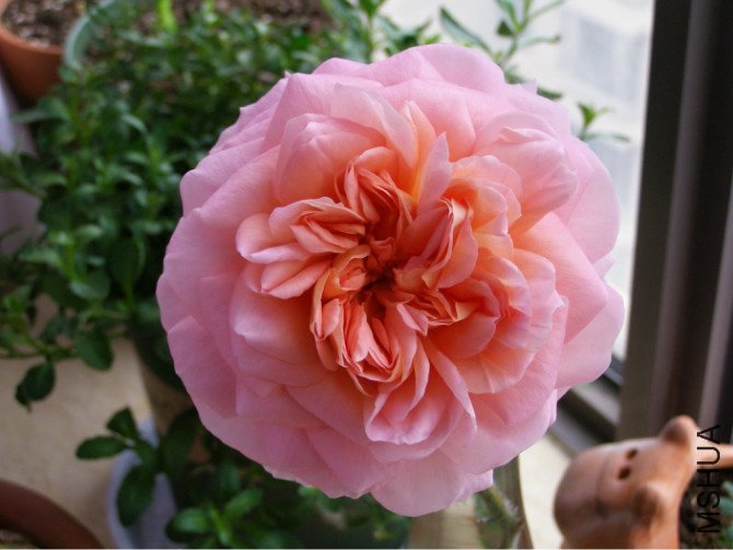 �ǲ��������5 of �ǹ��� .jpg