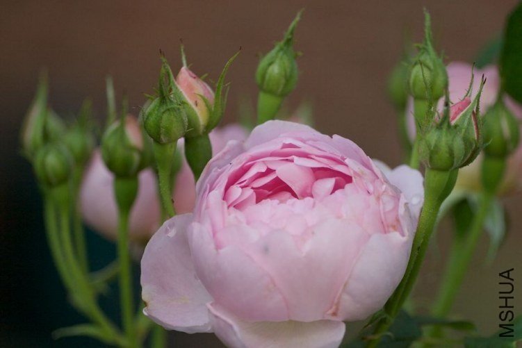 Ȩ��֮��1 of woaijingzhi .jpg