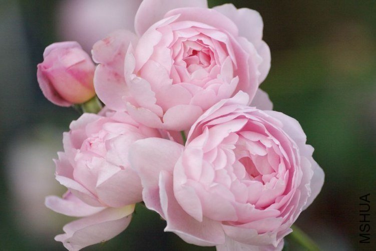 Ȩ��֮��2 of woaijingzhi .jpg