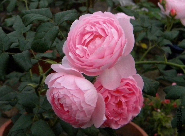 Ȩ��֮��3 of woaijingzhi .jpg