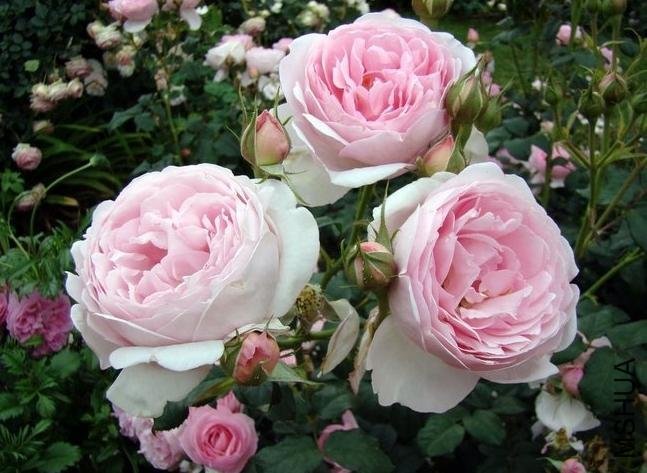 Ȩ��֮��5 of woaijingzhi .jpg