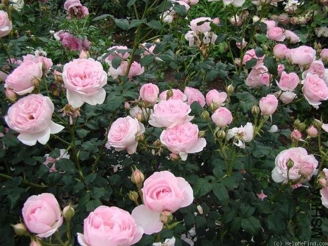 Ȩ��֮��6 of woaijingzhi .jpg