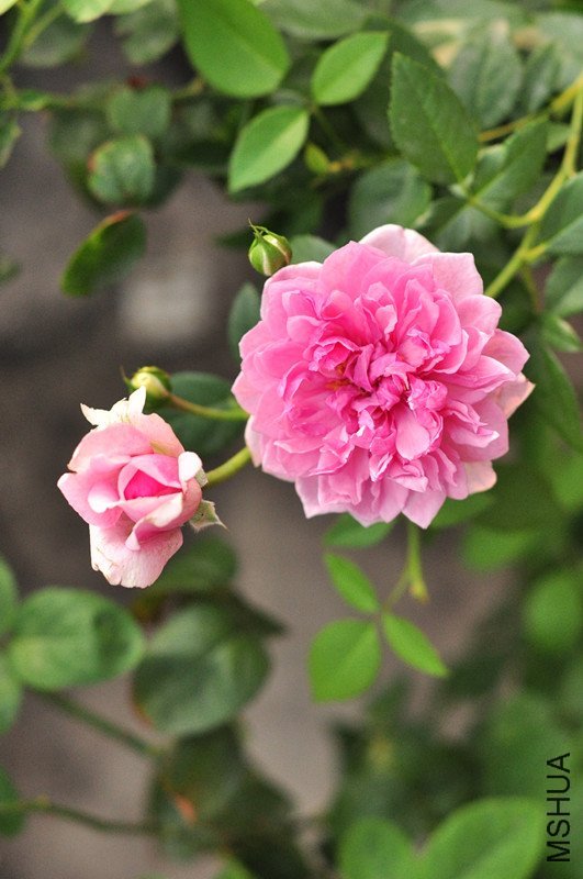 ��Ů����ɯ��1 of pinkygusu.jpg