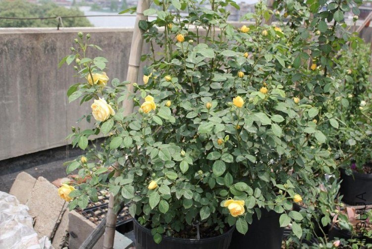 ����������˹8 of qkccc  .jpg