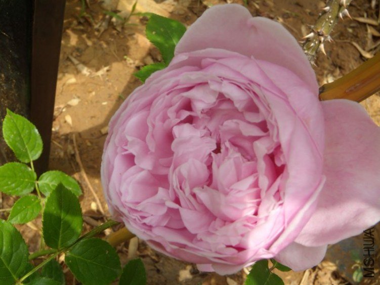 ���ɾ���1 of YESLENG .jpg