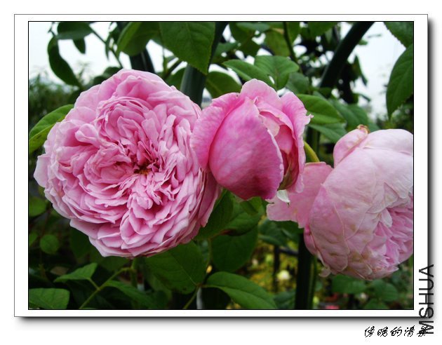 ���ɾ���2 of ��������� .jpg