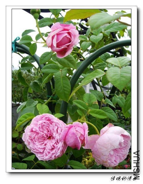 ���ɾ���3 of ��������� .jpg