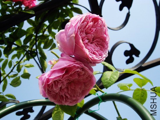 ���ɾ���4 of ��������� .jpg