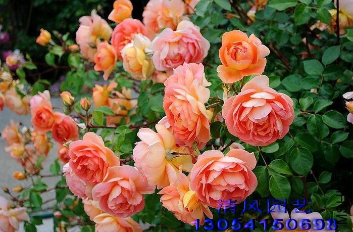 ���ذ�˹͡ of ���.jpg