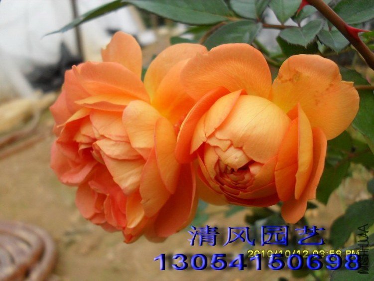 ���ذ�˹͡2 of ���.jpg