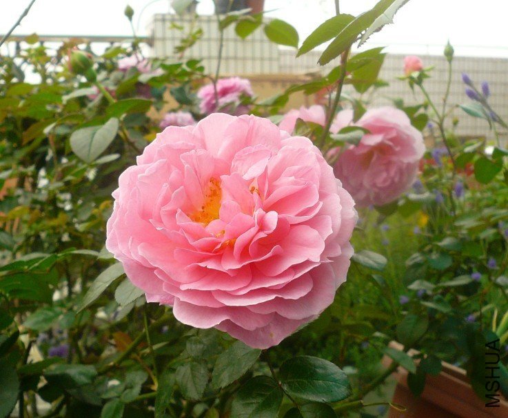 ��ݮɽ1 of saka .jpg