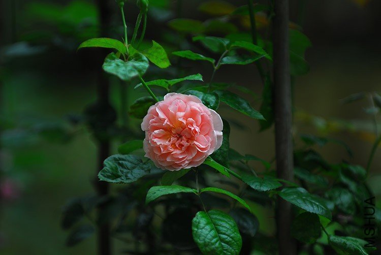 ��ݮɽ2 of jalot  .jpg