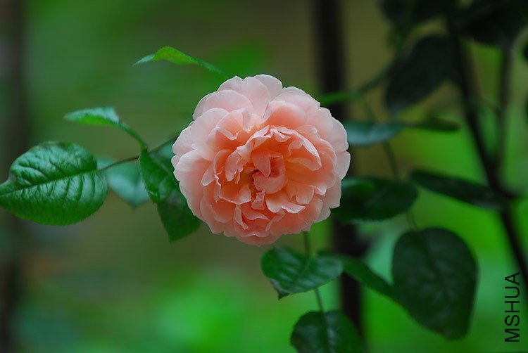 ��ݮɽ3 of jalot  .jpg