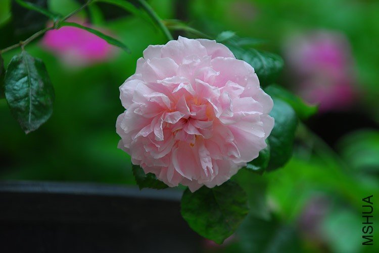 ��ݮɽ4 of jalot .jpg