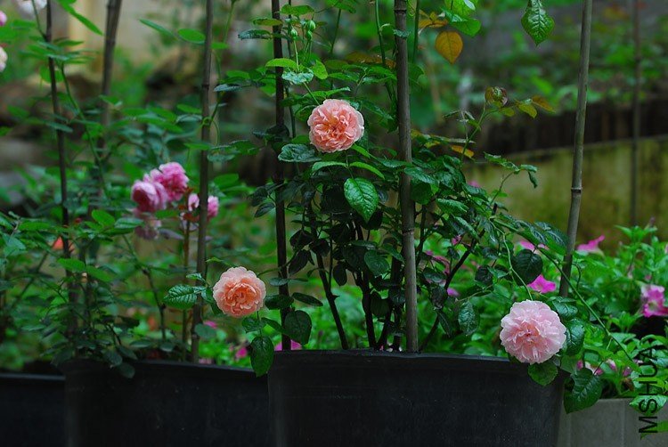 ��ݮɽ5 of jalot  .jpg