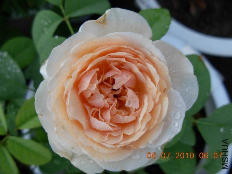 ��������Ҷ1 of fanmny .JPG