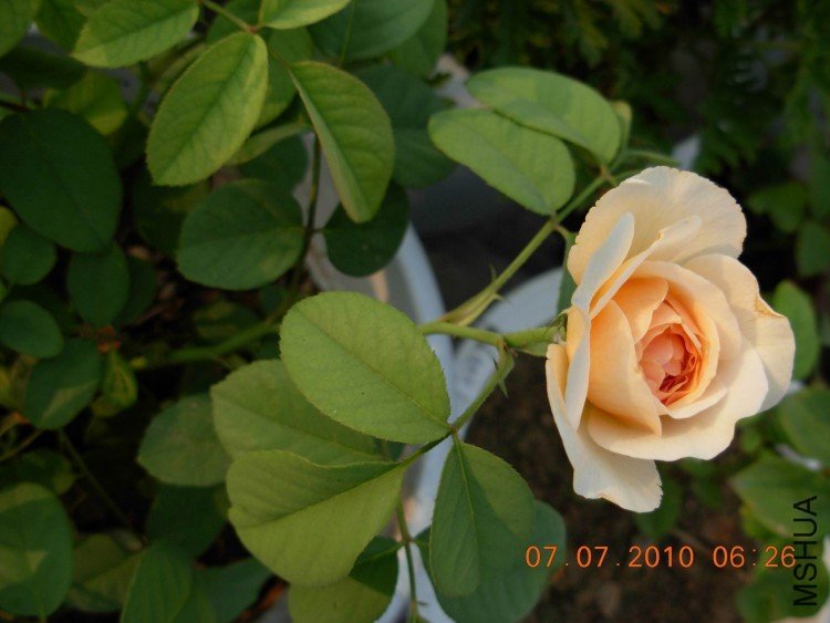 ��������Ҷ2 of fanmny .JPG