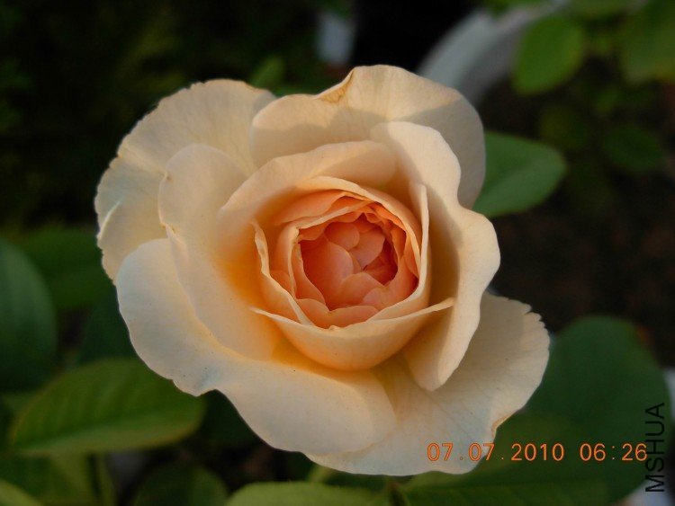 ��������Ҷ3 of fanmny .JPG