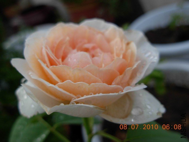 ��������Ҷ4 of fanmny .JPG