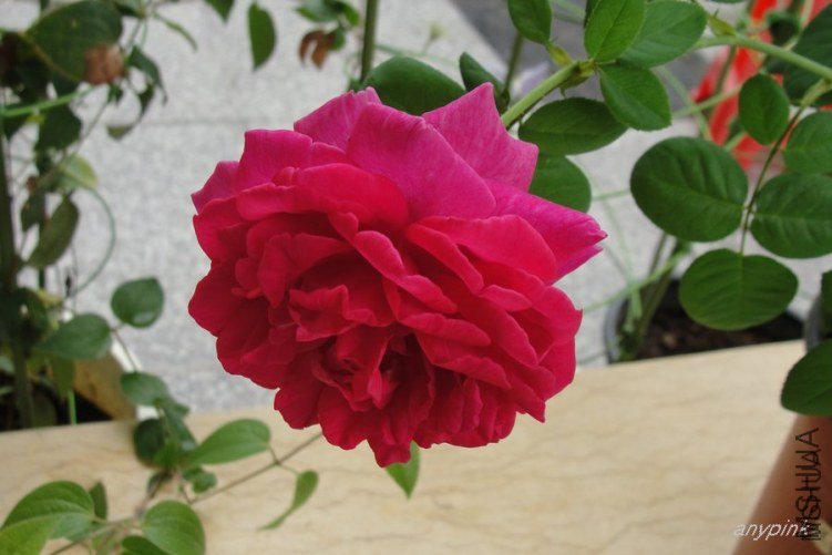 ��Ӱ����1 of anypink .jpg