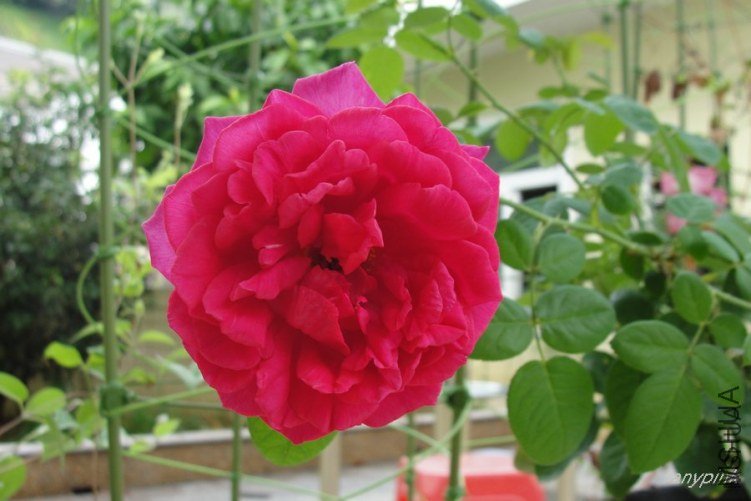 ��Ӱ����2 of anypink .jpg