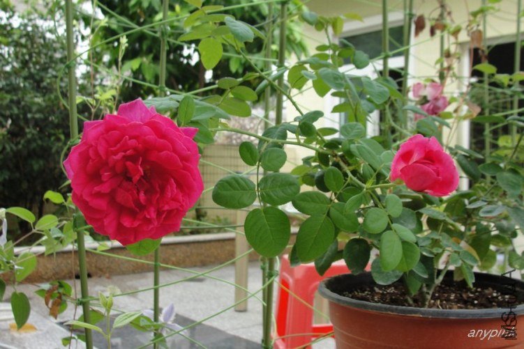 ��Ӱ����3 of anypink .jpg