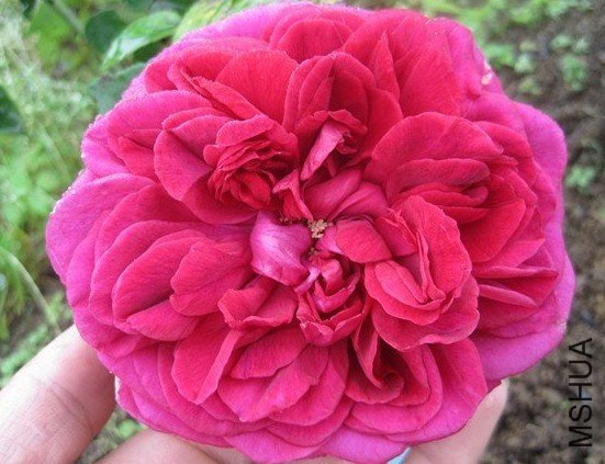 ��Ӱ����3 of ������Ǻ .jpg