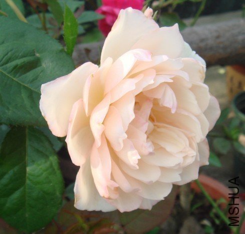 ������԰��2 of ��ͷ .jpg