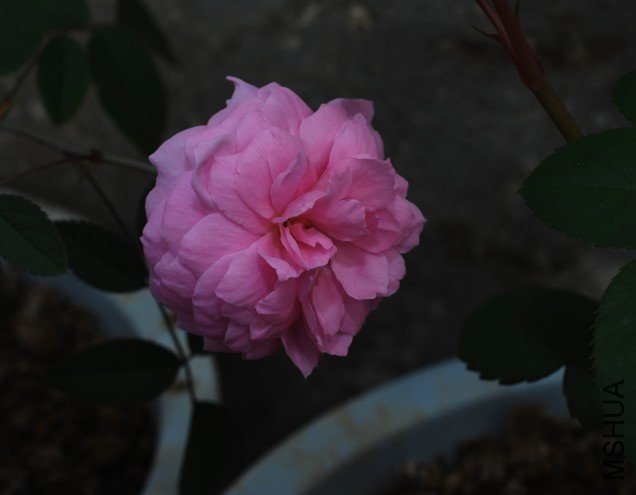 ���»�1 of ccm9913 .jpg