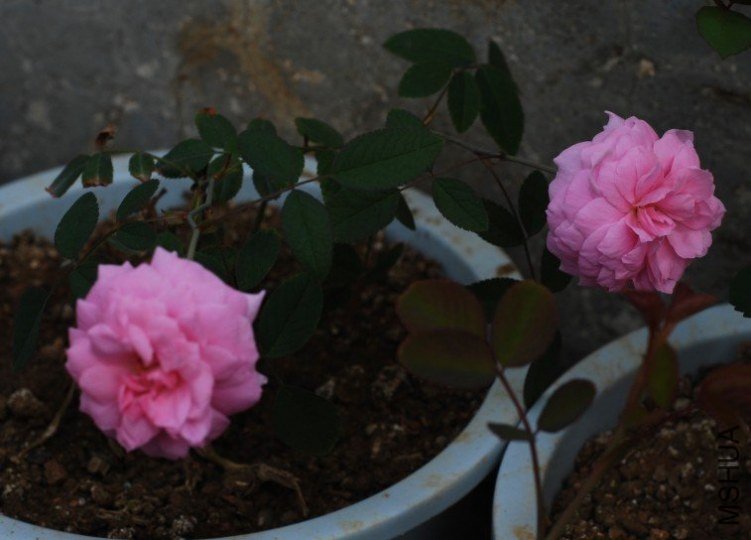 ���»�2 of ccm9913 .jpg