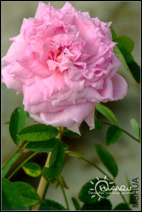 ���»�4 of charlenehoo .jpg