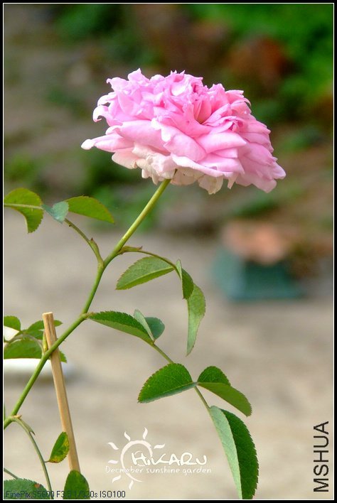 ���»�3 of charlenehoo .jpg