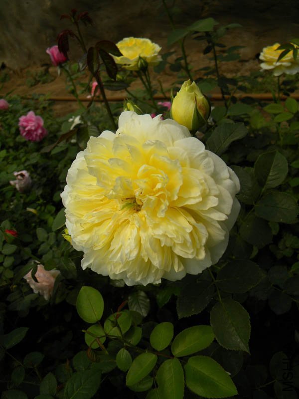 ��ʥ��1 of boy8300 .jpg