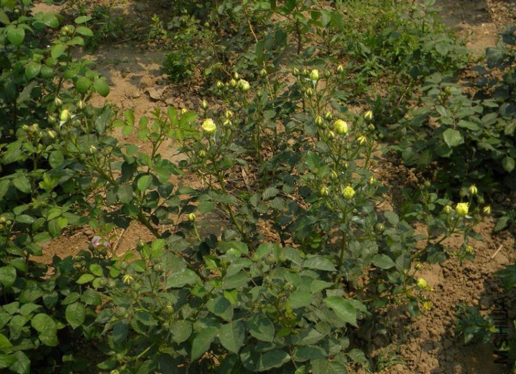 ��ʥ��2 of boy8300 .jpg