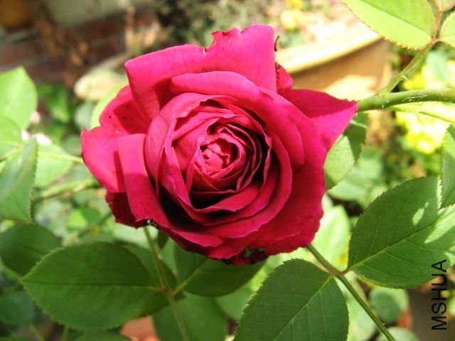 ����1 of �������.jpg