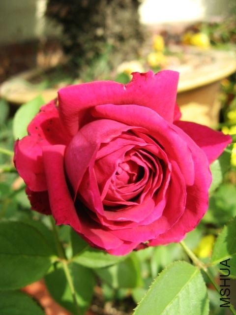 ����2 of �������.jpg