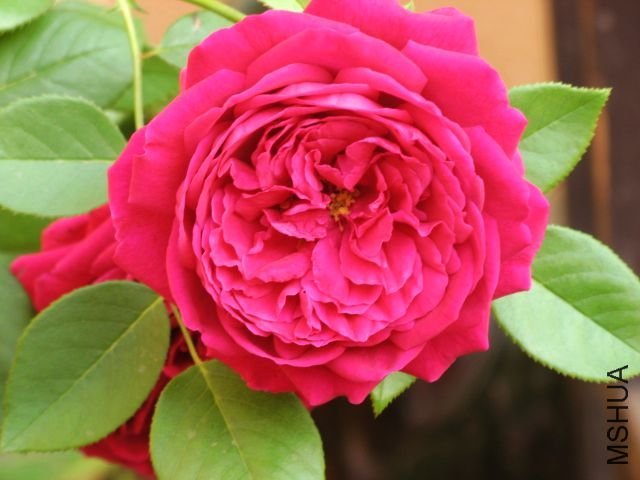 ����4 of �������.jpg