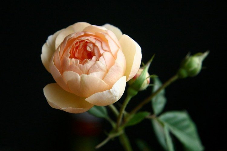 ����Ů1 of �ڴ�.jpg