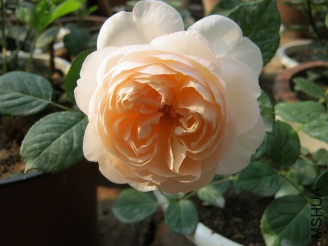 ����Ů2 of �������� .jpg