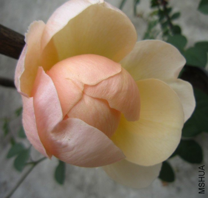 ����Ů3 of ��Բ .jpg