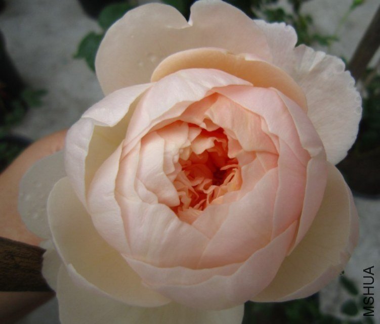 ����Ů4 of ��Բ .jpg