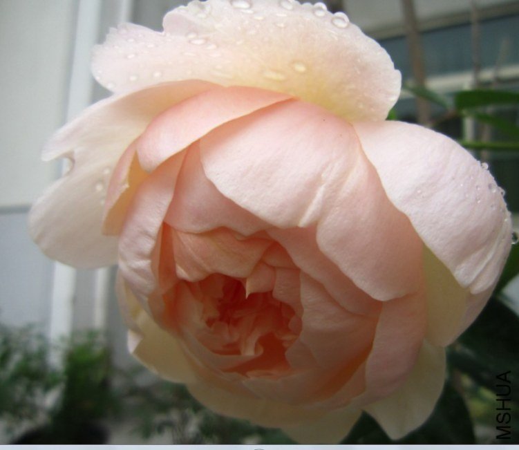 ����Ů5 of ��Բ .jpg