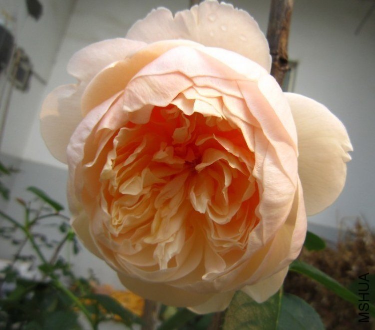 ����Ů6 of ��Բ .jpg