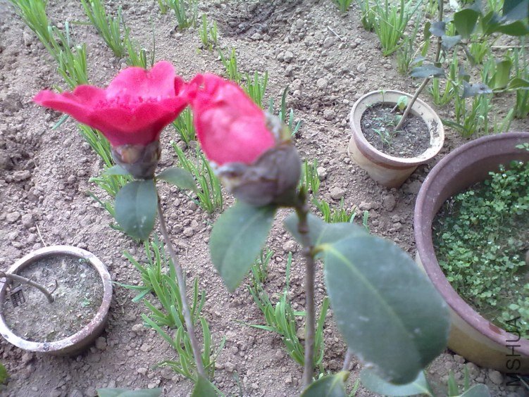 20120224187.jpg
