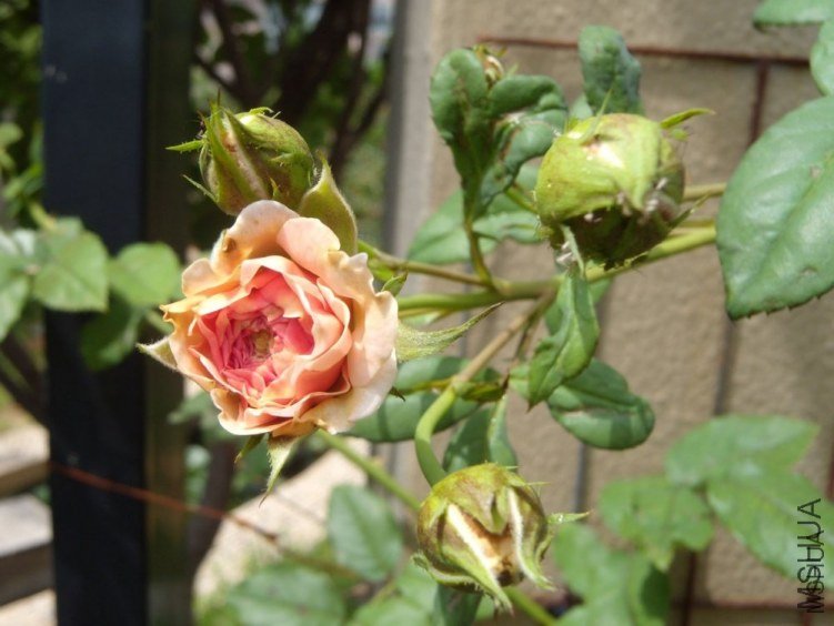 ����Ī��˹4 of YESLENG .jpg