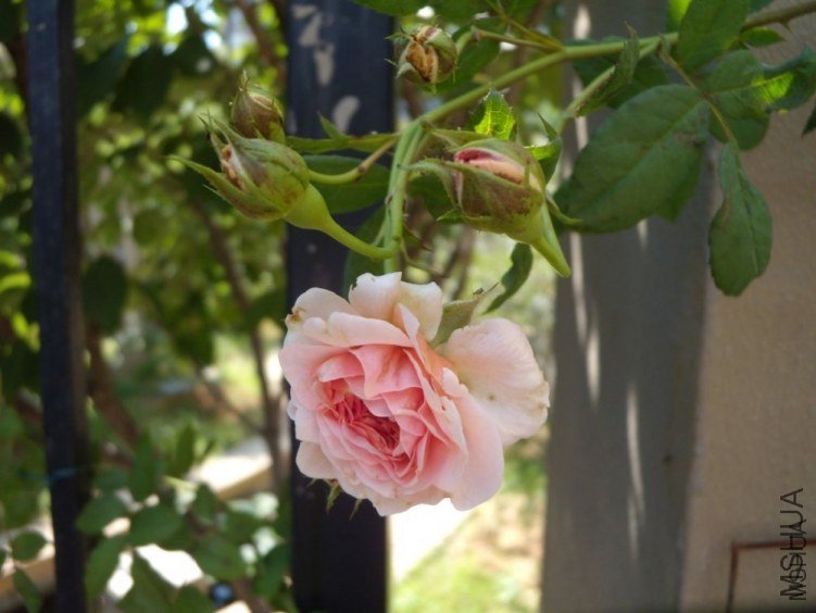 ����Ī��˹5 of YESLENG .jpg