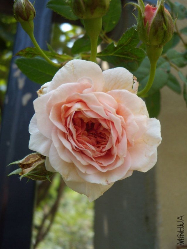 ����Ī��˹6 of YESLENG .jpg