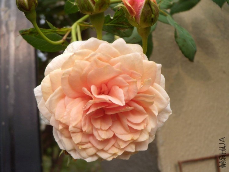 ����Ī��˹7 of YESLENG .jpg