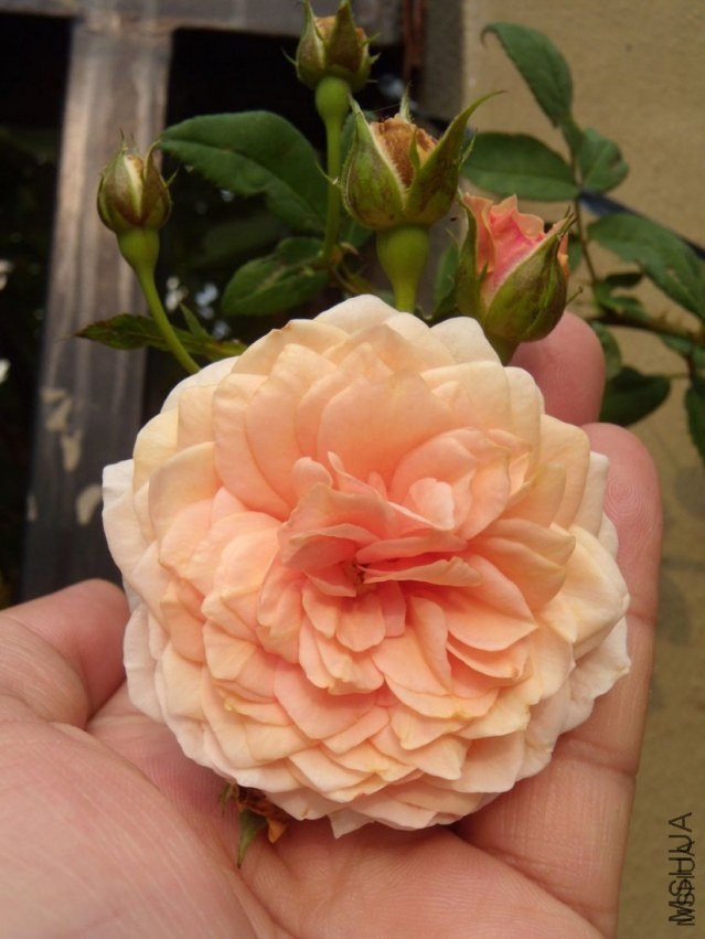 ����Ī��˹8 of YESLENG .jpg